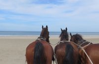 3-brown-horses-in-front-of-the-carriage-at-the-beach-in-terschelling-the-netherlands_t20_J7rrKO